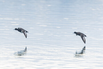 Tufted Duck Aythya fuligula swimming on or flying over the Rhine, Alsace, Eastern France