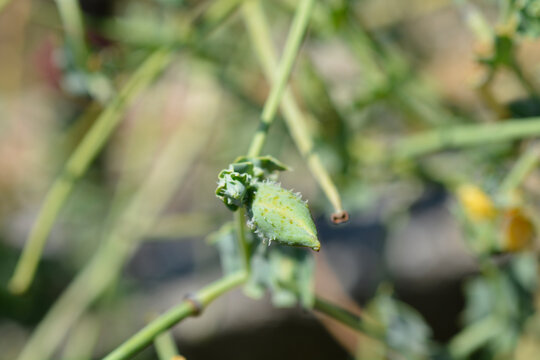 Yellow horned poppy flower bud - Latin name - Glaucium flavum