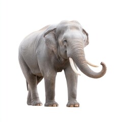 Obraz premium Majestic African Elephant Standing Proudly Against White Background in Natural Habitat Environment