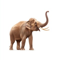 Majestic Asian Elephant Standing Gracefully with Trunk Raised Against a Clean White Background