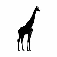 Fototapeta premium A black vector silhouette of a giraffe standing in savannah environment