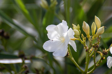 Obraz premium Flor blanca
