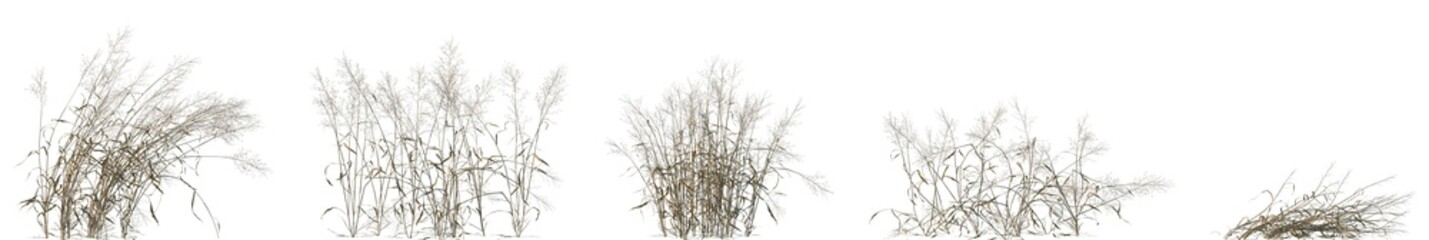 Obraz premium Set of dry Capillipedium assimile (Mountain Scented-Top) isolated frontal png on a transparent background perfectly cutout