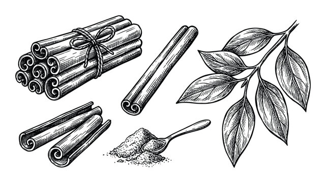 Cinnamon sticks and powder engraving illustration, aromatic spice with leaves