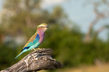 Can you give me a title, caption and 20 keywords, csv of the last photo for adobe photo stock