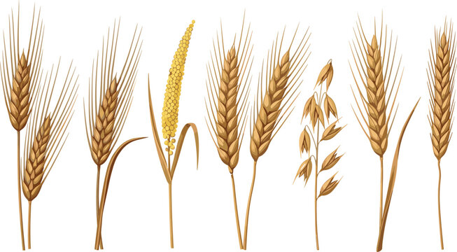 Realistic cereal grain vector set with wheat, barley, millet and oats. Detailed botanical illustration for agriculture, farming and organic food packaging design.