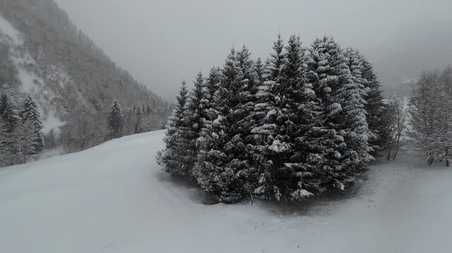 neve nevicata alberi natale 