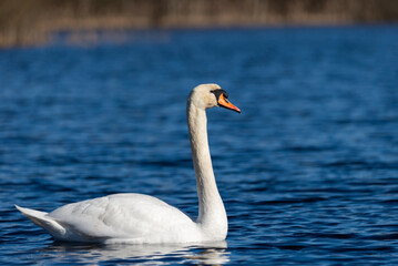 Obraz premium White swan on the blue water of a wild pond