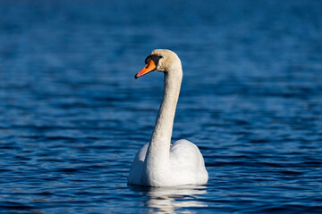 Obraz premium White swan on the blue water of a wild pond
