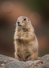 Cute prairie dog standing on hind legs looking curious