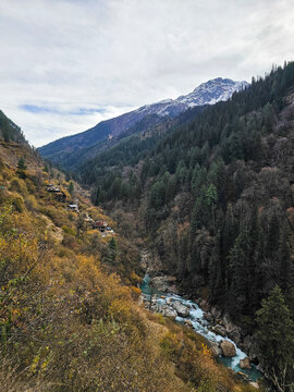 Vertical Landscape View of Mountain River Winding Through Golden Autumn Valley and Green Pine Forest Towards Snowy Peaks in Himachal Pradesh.