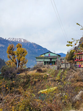 Vertical Landscape View of Traditional Green Wooden Village House Surrounded by Bright Yellow Autumn Trees and Snowy Himalayan Peaks in Himachal Pradesh.