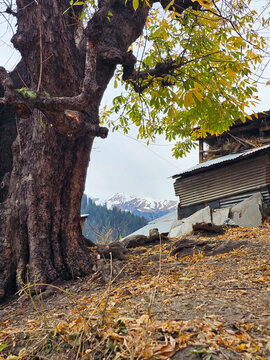 Vertical View of Giant Ancient Tree with Thick Bark and Golden Leaves Next to Rustic Village Shed in Himalayan Mountains Himachal Pradesh.