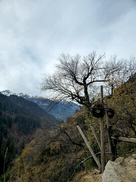Vertical Landscape View of Rustic Wooden Pulley Structure and Leafless Tree Overlooking Deep Valley and Snowy Himalayan Peaks in Himachal Pradesh.