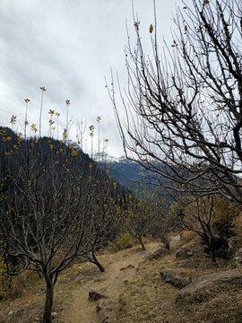 Vertical Landscape View of a Narrow Mountain Trail Winding Through an Apple Orchard with Leafless Trees Overlooking Snow Capped Himalayan Peaks in Himachal Pradesh India.