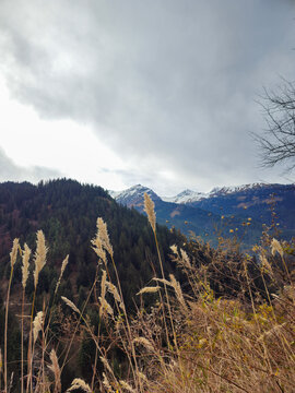 Vertical View of Tall Golden Dry Grass in Foreground Overlooking Dense Pine Forest and Snowy Himalayan Peaks in Himachal Pradesh India.