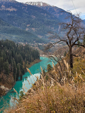 Vertical View of Vibrant Turquoise Mountain River Winding Through Dense Pine Forests and Snowy Himalayan Peaks in Himachal Pradesh India.