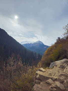 Vertical Landscape View of Rugged White Rocks and Golden Autumn Foliage Overlooking Dense Pine Forest and Snowy Himalayan Peaks in Himachal Pradesh India.
