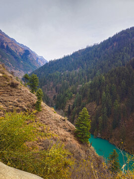 Vertical High Angle View of a Vibrant Turquoise Mountain River Winding Through a Deep Valley with Dense Pine Forests and Golden Autumn Foliage in Himachal Pradesh India.
