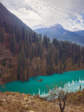 Vertical View of Vibrant Turquoise Mountain River Nestled Between Dense Pine Forest Slopes and Snowy Himalayan Peaks in Himachal Pradesh India.
