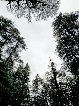 Vertical Low Angle Worms Eye View of Tall Deodar Pine Forest Canopy Silhouetted Against Bright Sky in Manali Himachal Pradesh India.