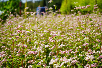 Beautiful field of blooming pink and white buckwheat flowers in bright sunlight