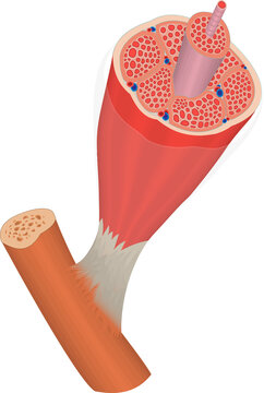 Detailed 3D Illustration of Human Skeletal Muscle Structure with Muscle Fibers, Fascicles and Blood Vessels Cross Section Anatomy.