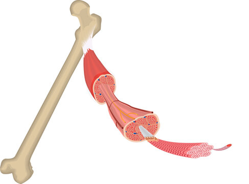 Human Arm Skeletal Muscle Anatomy with Bone Attachment and Detailed Muscle Fiber Structure Cutaway Medical Illustration.