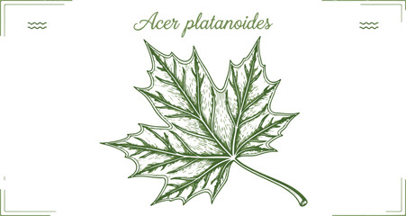 Obraz premium Acer platanoides, a detailed illustration of a green maple leaf with intricate veins on a white background, showcasing nature's beauty and botanical art.