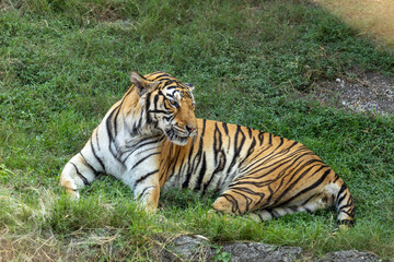 A large beautiful tiger is lying down on the green grass field. Bengal tiger at meadow in wildlife animal park. Animal live in a zoo.