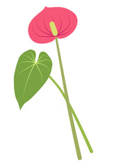 Flat design illustration of pink anthurium and green leaf