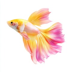 Fototapeta premium Vibrant Goldfish with Striking Pink and Yellow Fins Swimming Gracefully in Crystal Clear Water