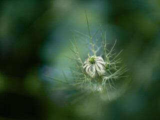 Photo of a lovely flower