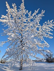 snow covered trees on sky background 
