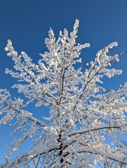 snow covered tree on sky background 