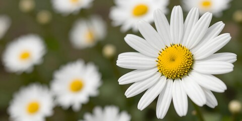 Close-up shot of a white daisy flower with a bright yellow center in a field of daisies