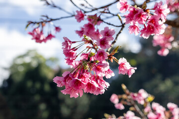 Obraz premium Beautiful pink cherry blossoming flower branches on nature outdoors. Japanese Sakura blossom in spring season. Dreamy romantic image spring. Sakura blooming at Doi Ang Khang, Chiang Mai Thailand.