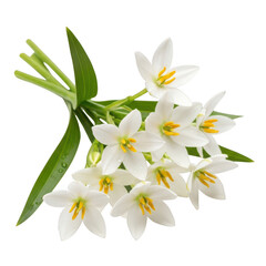 A close-up view of white flowers with green leaves and stems