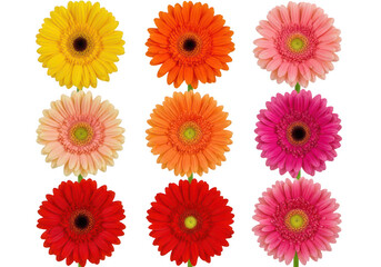 A vibrant display of nine distinct flowers in various shades of red, pink, and yellow