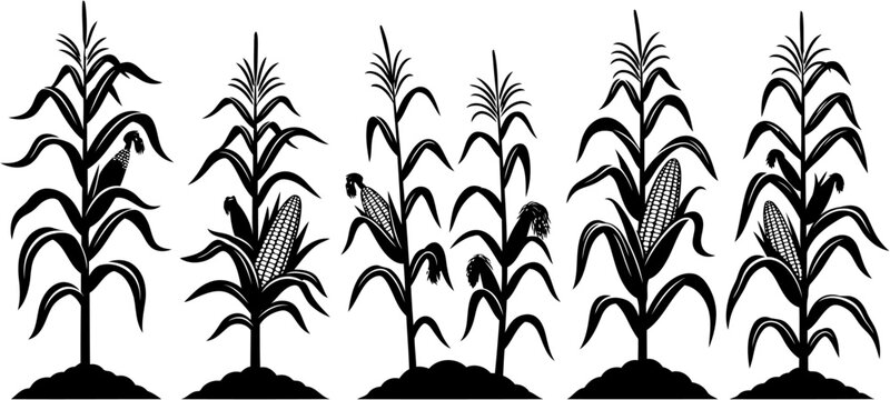 vector illustration corn tree