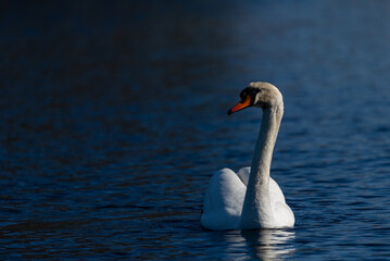 Obraz premium Elegant white mute swan swimming on the deep blue water
