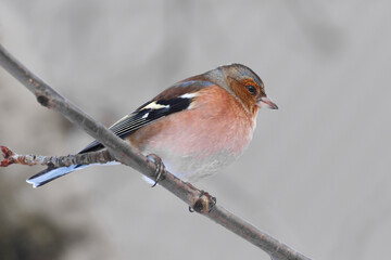 ?haffinch male bird in a branch