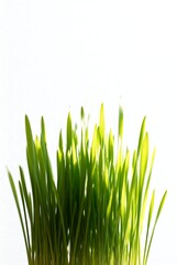 Fototapeta premium Fresh Green Grass Shoots Against White Background