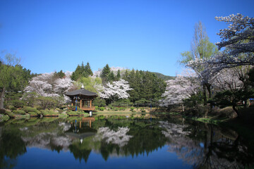 Gyeongju Bomun Lake cherry blossom