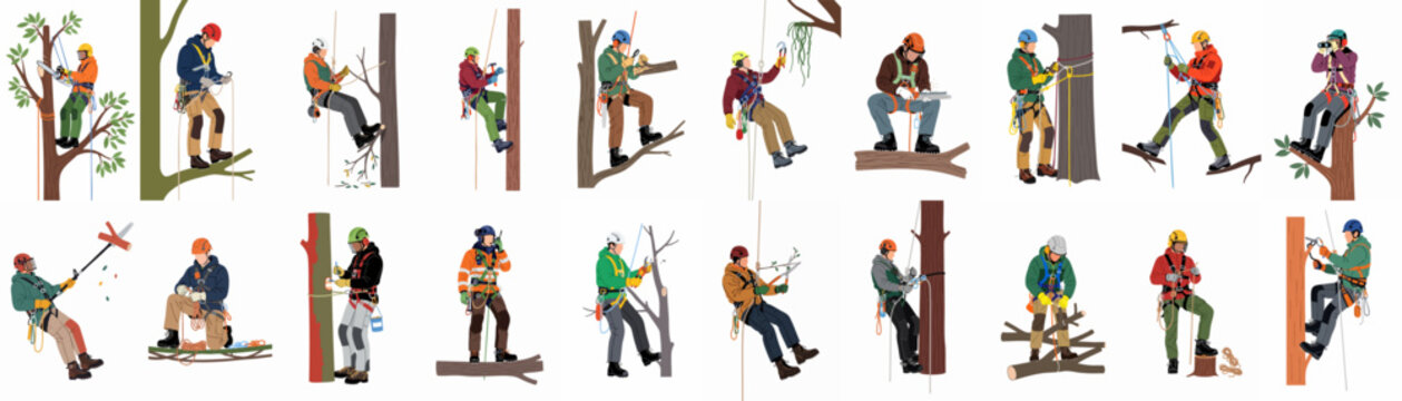 Arborist and Tree Surgeon Activities Collection. Tree care professionals working with ropes, harnesses, and tools, illustrating various aspects of professional tree maintenance.