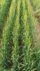Obraz premium Green wheat plants at agriculture field