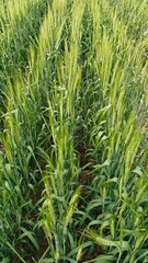 Obraz premium Green wheat plants at agriculture field
