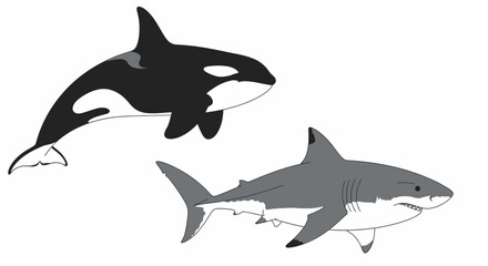 Fototapeta premium Illustration of orca and shark swimming together in ocean environment from side viewpoint