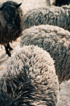 Close up of sheep's wool