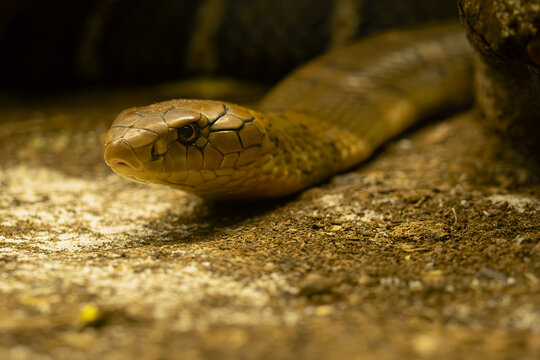The king cobra (Ophiophagus hannah), portrait of the longest venomous snake. Deadly snake from Asia.